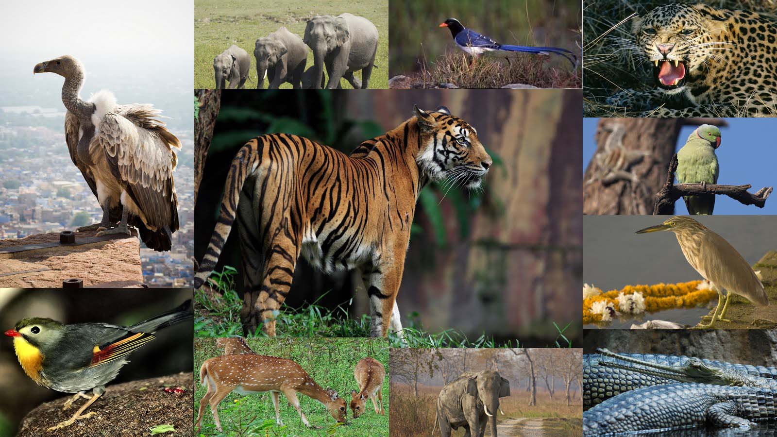 Uttarakhand Wildlife Tour Package